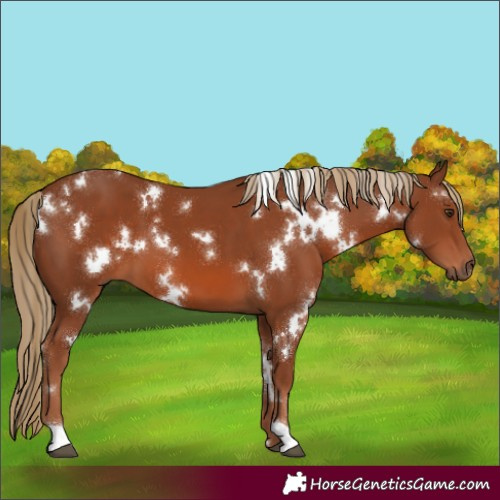 Horse Color:White Spotted Chestnut