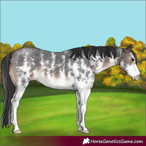Horse Color:Brown Sabino