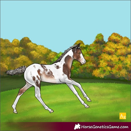 Horse Color:Powder White Liver Chestnut Tobiano Appaloosa Rabicano
