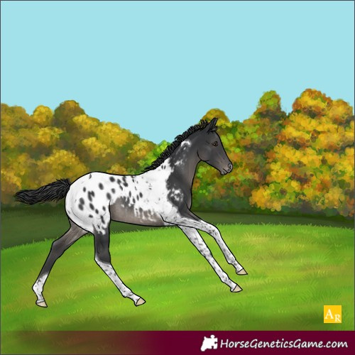 Horse Color:Black Tobiano Appaloosa Rabicano 