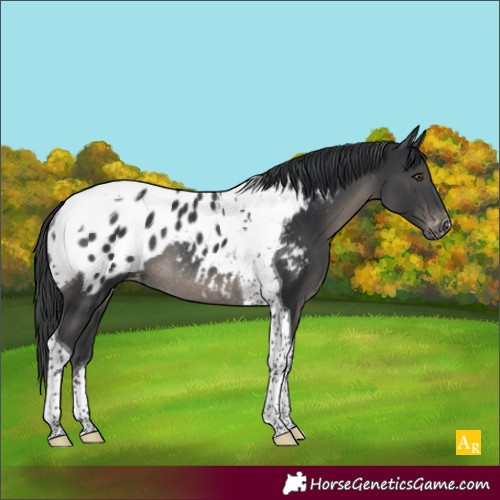 Horse Color:Black Tobiano Appaloosa Rabicano