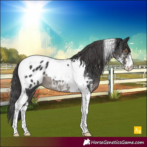 Horse Color:Black Sabino Tobiano Appaloosa Rabicano 