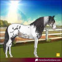 Horse Color:Black Sabino Tobiano Blanket Rabicano