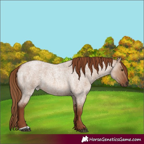 Horse Color:Unknown 