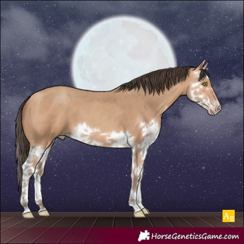Horse Color:Amber Champagne Sabino Splash 