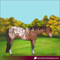 Horse Color:Bay Sabino Rabicano  and Bay Sabino Appaloosa Rabicano 