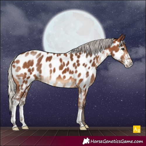 Horse Color:Silver Brown Sabino Near Leopard 