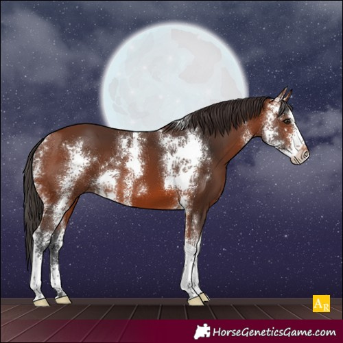 Horse Color:Bay Sabino 