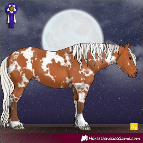 Horse Color:White Spotted Silver Bay 