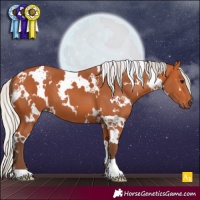 Horse Color:White Spotted Silver Bay