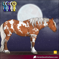 Horse Color:White Spotted Silver Bay 