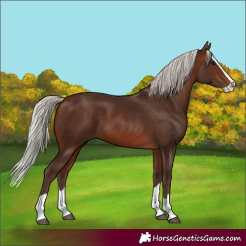 Horse Color:Silver Brown Splash 
