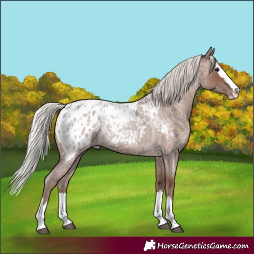 Horse Color:Silver Blue Roan Splash Appaloosa