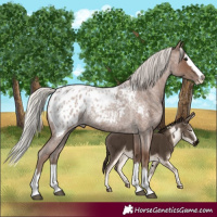 Horse Color:Silver Blue Roan Splash Blanket