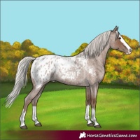 Horse Color:Silver Blue Roan Splash Appaloosa