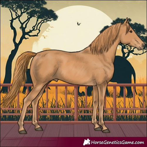 Horse Color:Chestnut Rabicano 