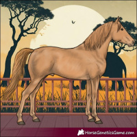 Horse Color:Chestnut Rabicano 