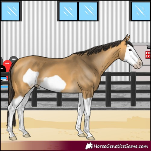 Horse Color:Buckskin Splash Frame 