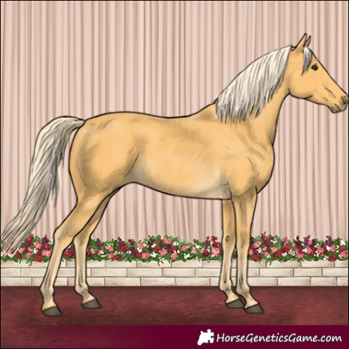 Horse Color:Palomino 