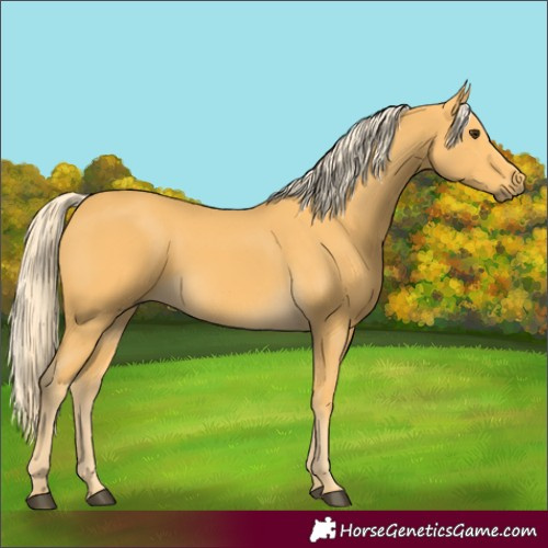 Horse Color:Palomino 