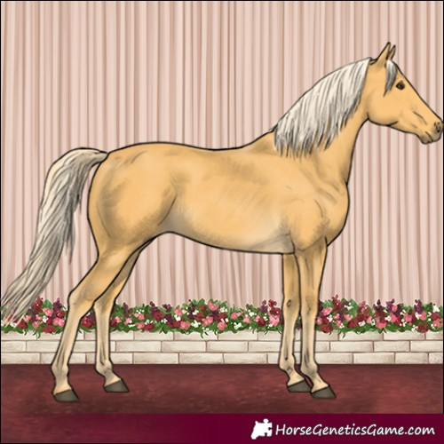Horse Color:Palomino 