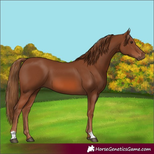 Horse Color:Chestnut 
