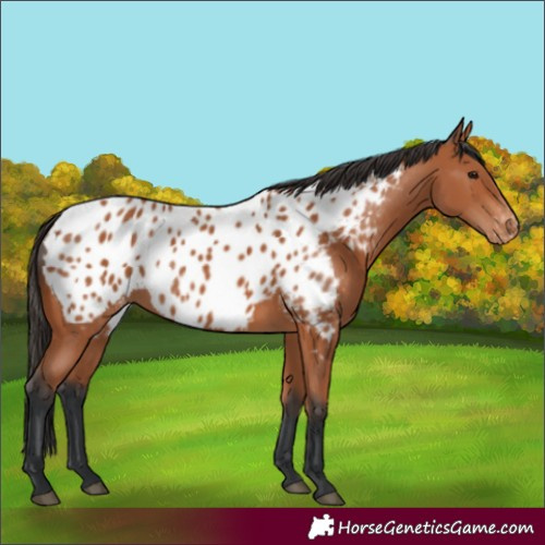 Horse Color:Bay Appaloosa 