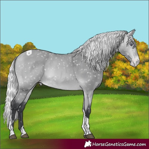 Horse Color:Silver Bay Chinchilla Tobiano Appaloosa 