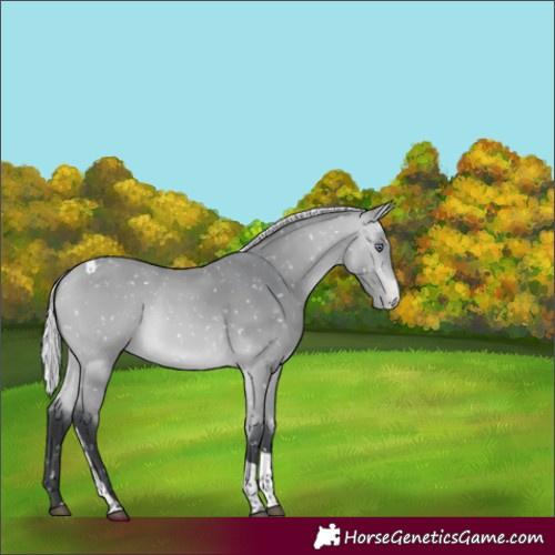 Horse Color:Silver Bay Chinchilla Tobiano Appaloosa 