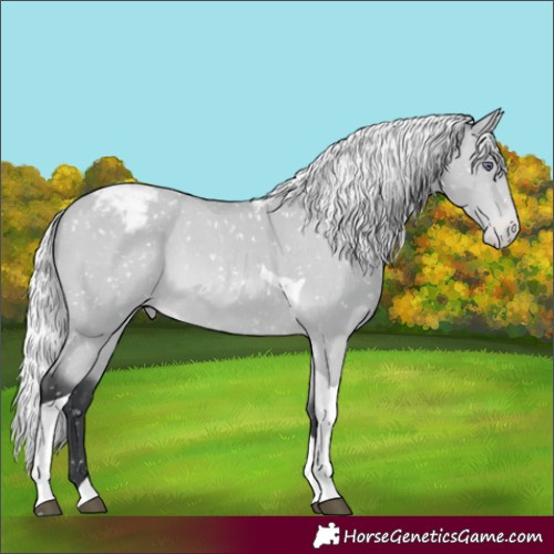 Horse Color:Silver Bay Chinchilla Tobiano Appaloosa 