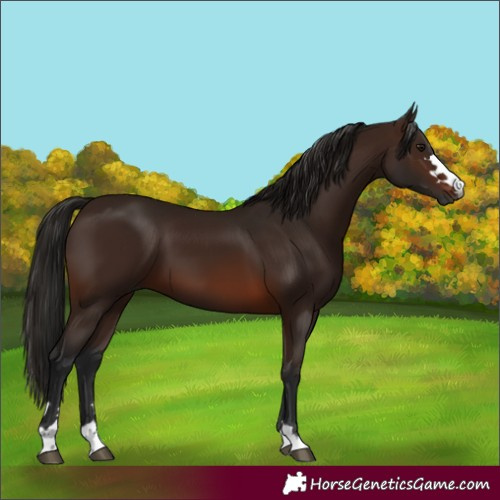 Horse Color:Gray Bay 