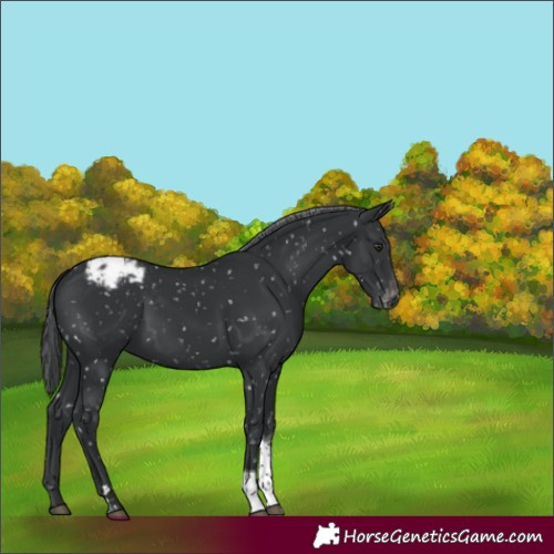 Horse Color:Black Chinchilla Tobiano Appaloosa 