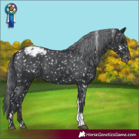 Horse Color:Black Chinchilla Tobiano Appaloosa 