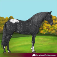 Horse Color:Black Chinchilla Tobiano Appaloosa