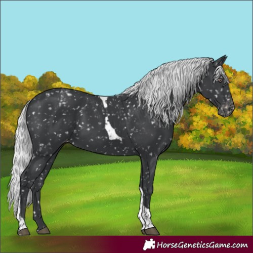 Horse Color:Silver Black Chinchilla Tobiano Appaloosa 