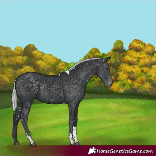 Horse Color:Silver Black Chinchilla Tobiano Appaloosa 