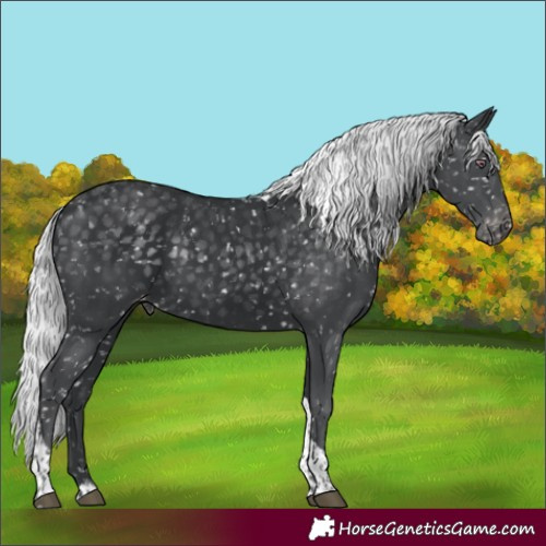 Horse Color:Silver Black Chinchilla Tobiano Appaloosa 