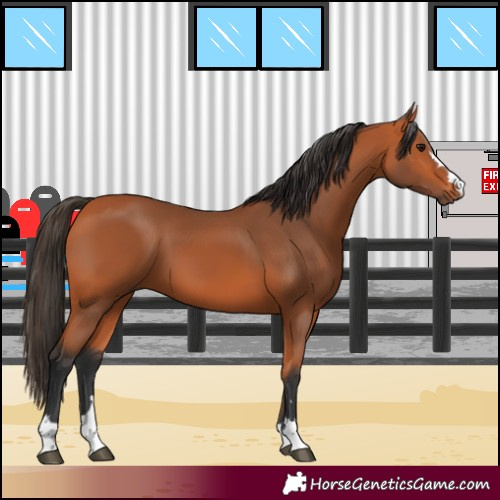 Horse Color:Bay 