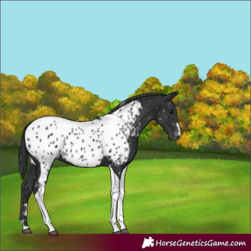 Horse Color:Black Tobiano Appaloosa 