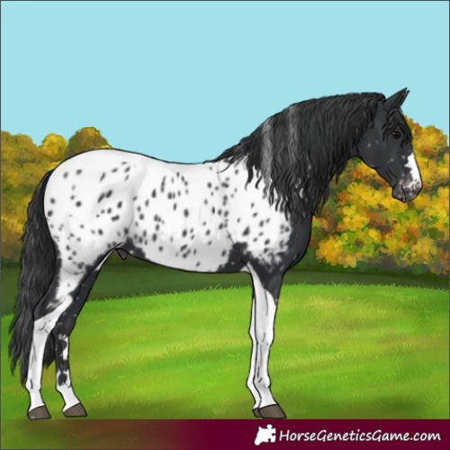 Horse Color:Black Tobiano Appaloosa 