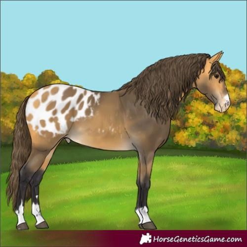 Horse Color:Buckskin Appaloosa