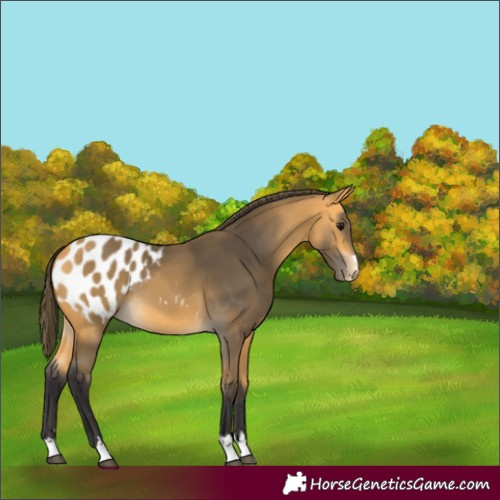 Horse Color:Buckskin Appaloosa 