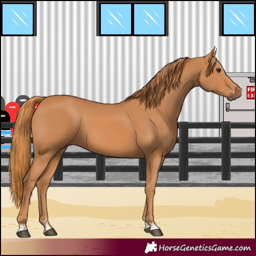 Horse Color:Chestnut 