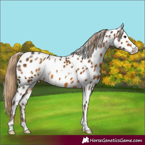 Horse Color:White Spotted Chocolate Palomino Appaloosa 