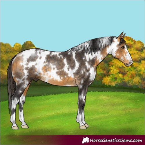 Horse Color:White Spotted Buckskin Rabicano