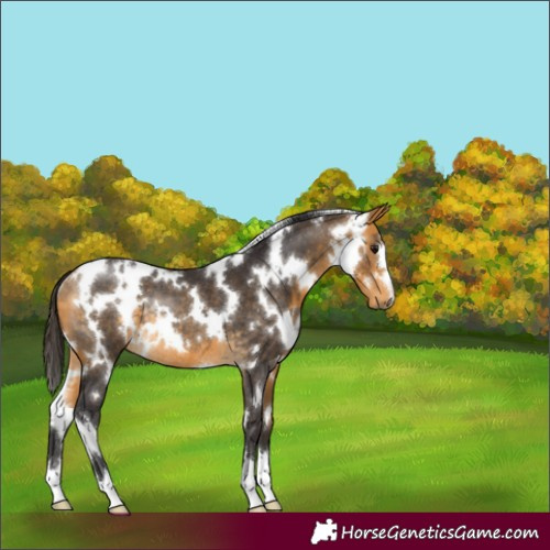 Horse Color:White Spotted Buckskin Rabicano