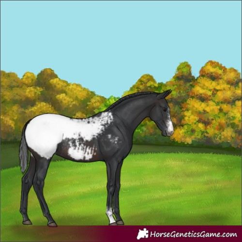 Horse Color:Brown Sabino Appaloosa Rabicano 
