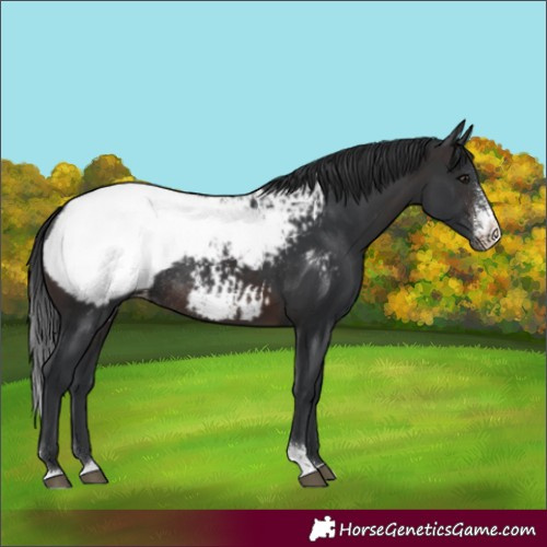 Horse Color:Brown Sabino Appaloosa Rabicano 