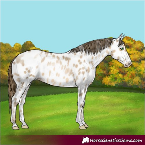 Horse Color:Smoky Black Pearl Sabino Appaloosa 