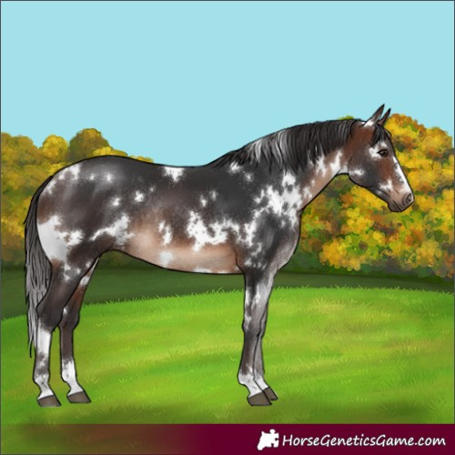 Horse Color:White Spotted Brown Rabicano